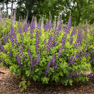 Decadence 'Sparkling Sapphires' False Indigo in focus.