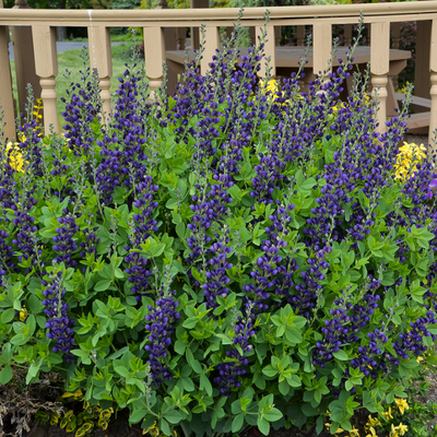 Decadence 'Sparkling Sapphires' False Indigo in use.