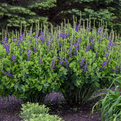 Decadence 'Sparkling Sapphires' False Indigo in use.