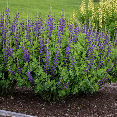 Decadence 'Sparkling Sapphires' False Indigo in use.