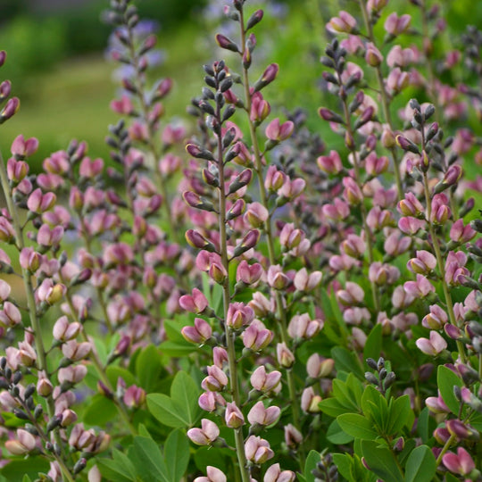 Decadence® Deluxe 'Pink Truffles' False Indigo (Baptisia hybrid)