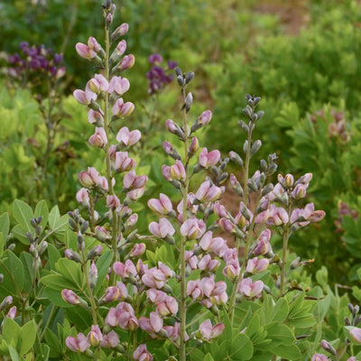 Decadence® Deluxe 'Pink Truffles' False Indigo (Baptisia hybrid)