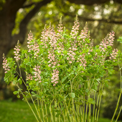 Decadence® Deluxe 'Pink Truffles' False Indigo (Baptisia hybrid)