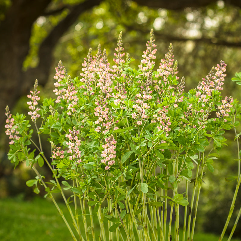 Decadence® Deluxe &