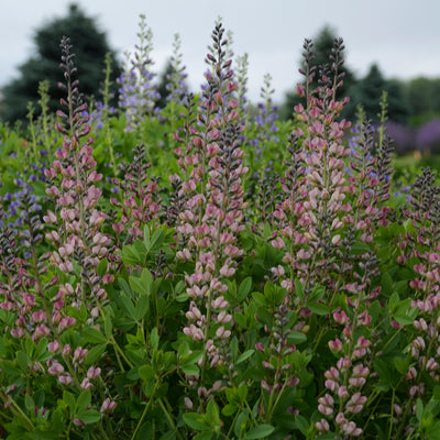 Decadence® Deluxe 'Pink Truffles' False Indigo (Baptisia hybrid)