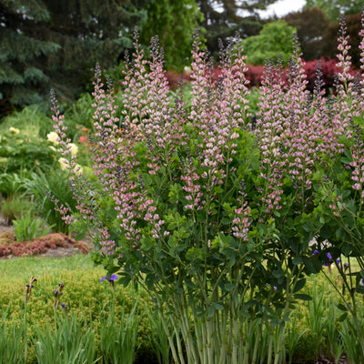Decadence® Deluxe 'Pink Truffles' False Indigo (Baptisia hybrid)