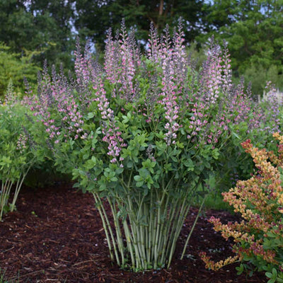 Decadence® Deluxe 'Pink Truffles' False Indigo (Baptisia hybrid)