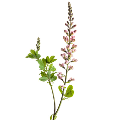 Decadence® Deluxe 'Pink Truffles' False Indigo (Baptisia hybrid)