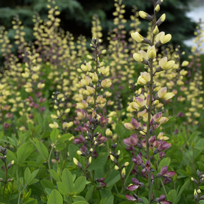 Decadence Deluxe 'Pink Lemonade' False Indigo up close.