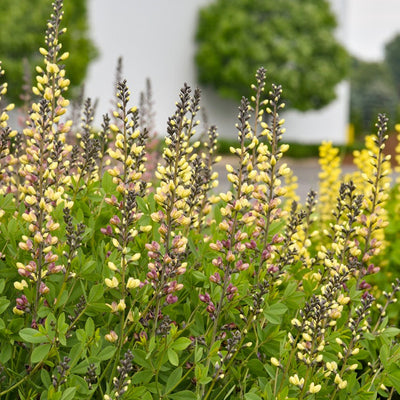 Decadence Deluxe 'Pink Lemonade' False Indigo up close.