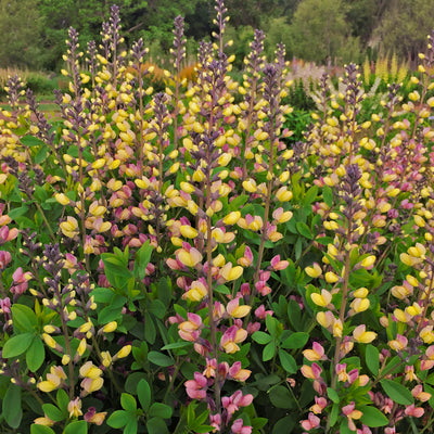 Decadence® Deluxe 'Pink Lemonade' False Indigo (Baptisia hybrid)