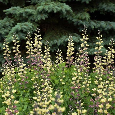 Decadence Deluxe 'Pink Lemonade' False Indigo up close.