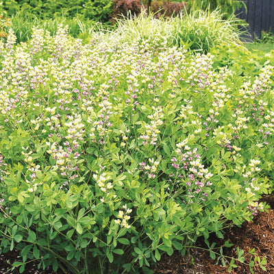 Decadence® Deluxe 'Pink Lemonade' False Indigo (Baptisia hybrid)