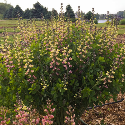 Decadence Deluxe 'Pink Lemonade' False Indigo in focus.