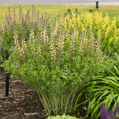 Decadence® Deluxe 'Pink Lemonade' False Indigo (Baptisia hybrid)