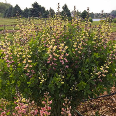 Decadence® Deluxe 'Pink Lemonade' False Indigo (Baptisia hybrid)