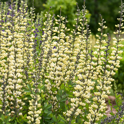 Decadence® 'Vanilla Cream II' False Indigo (Baptisia hybrid)