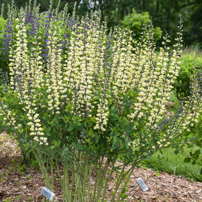 Decadence® 'Vanilla Cream II' False Indigo (Baptisia hybrid)