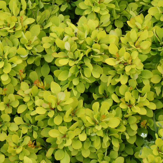 Sunjoy® Mini Saffron Barberry (Berberis thunbergii)
