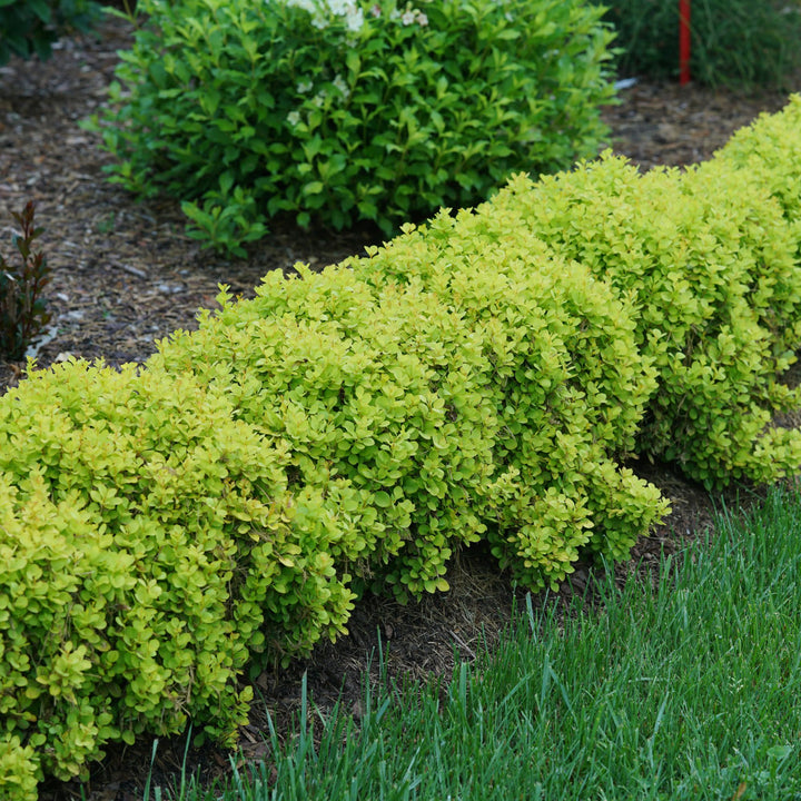 Sunjoy® Mini Saffron Barberry (Berberis thunbergii)