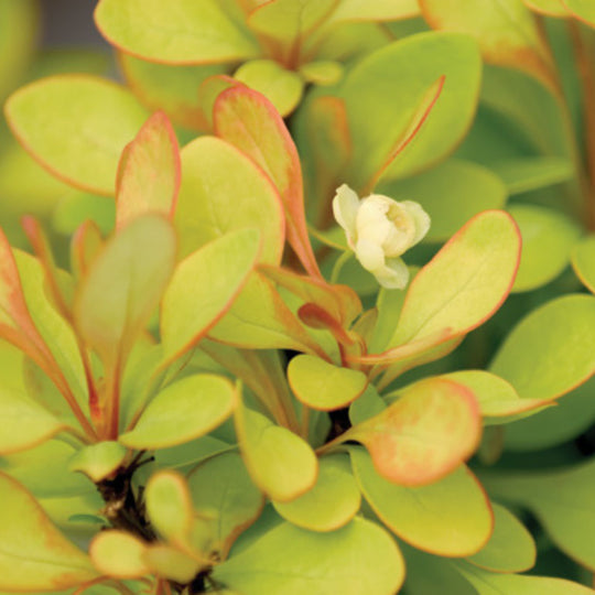 Sunjoy Gold Pillar® Barberry (Berberis thunbergii)