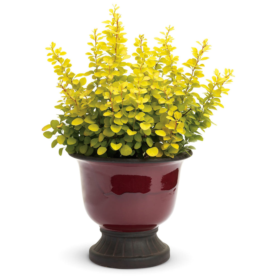 Sunjoy Gold Pillar® Barberry (Berberis thunbergii)