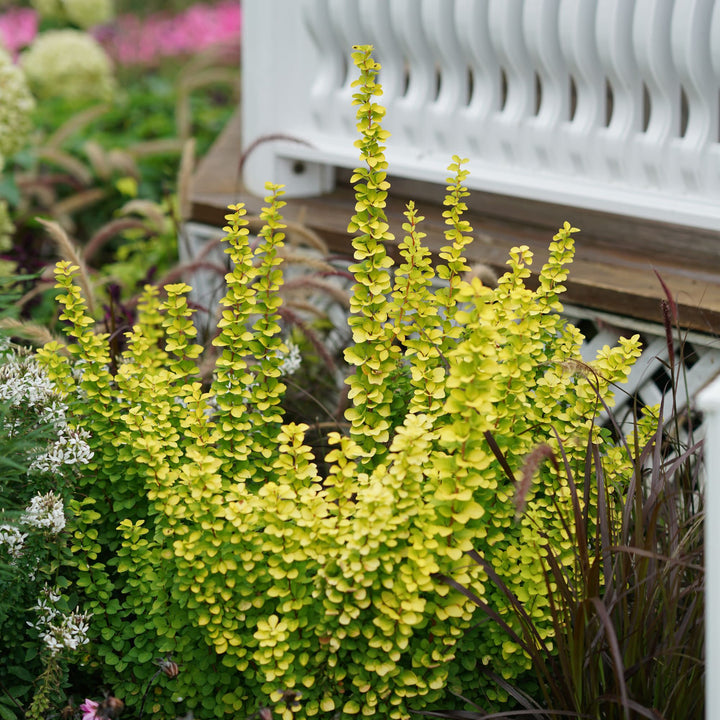 Sunjoy Gold Pillar® Barberry (Berberis thunbergii)
