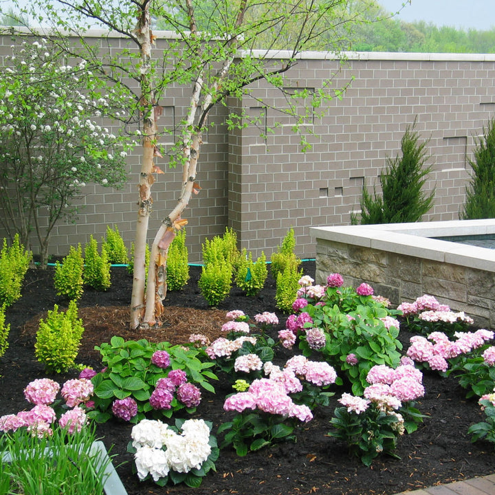 Sunjoy Gold Pillar® Barberry (Berberis thunbergii)