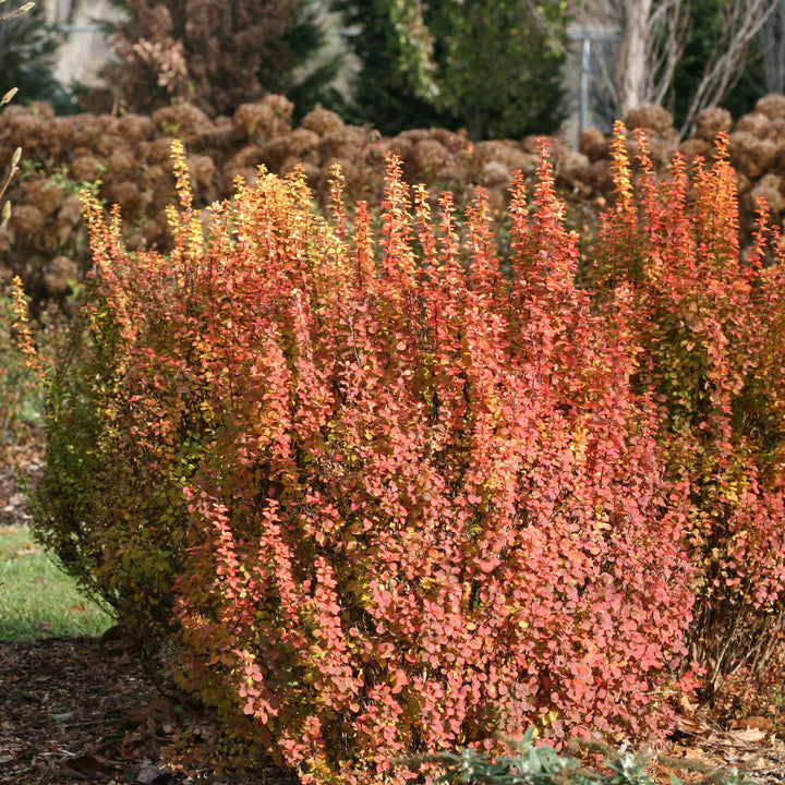 Sunjoy Gold Pillar® Barberry (Berberis thunbergii)