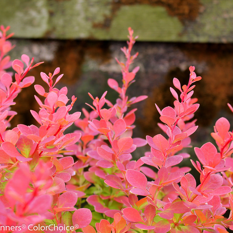 Sunjoy Tangelo Barberry up close.