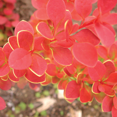 Sunjoy Tangelo Barberry up close.