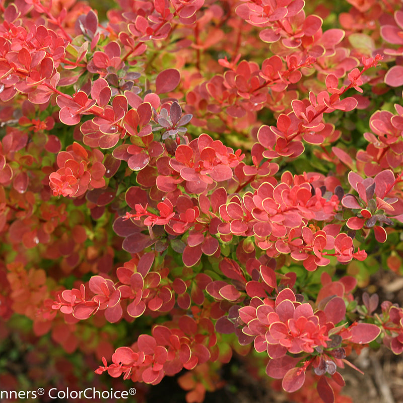 Sunjoy Tangelo Barberry up close.