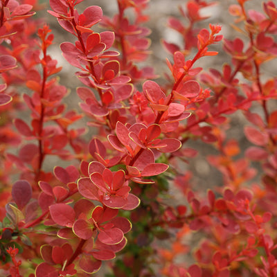 Sunjoy Tangelo Barberry up close.