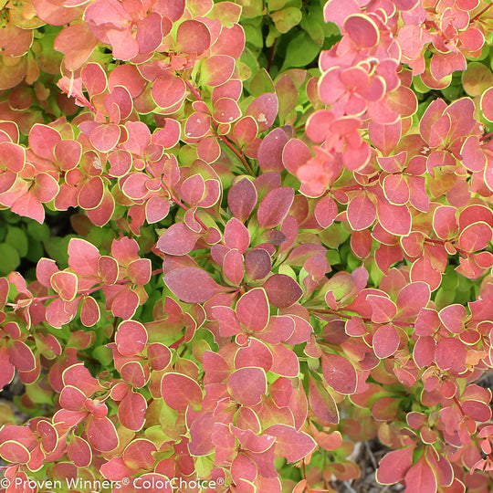 Sunjoy® Tangelo Barberry (Berberis thunbergii)