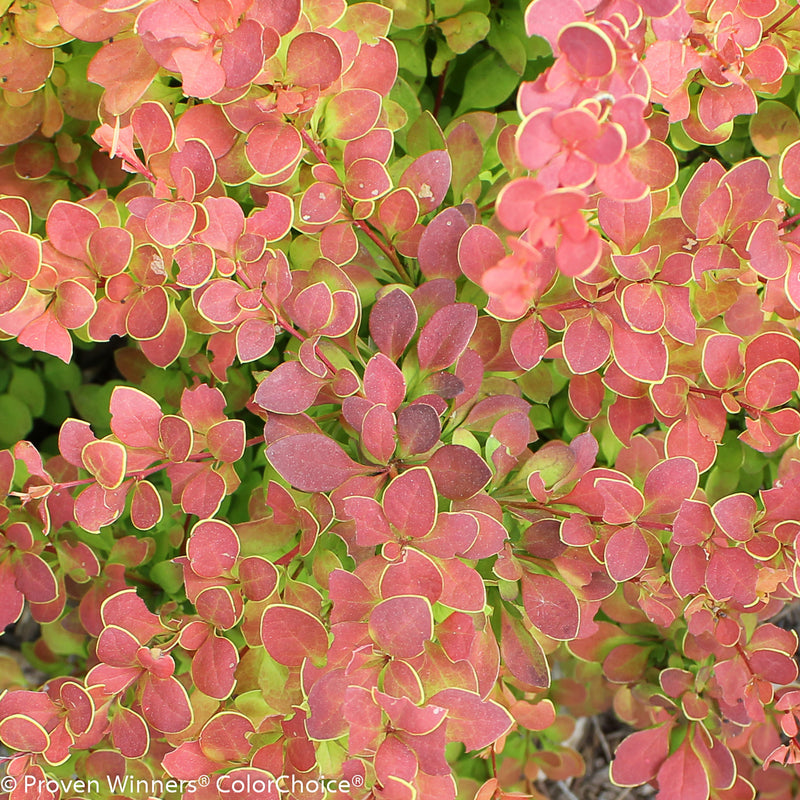 Sunjoy Tangelo Barberry up close.