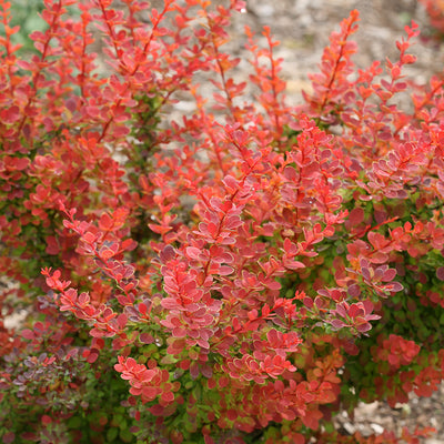 Sunjoy Tangelo Barberry in focus.