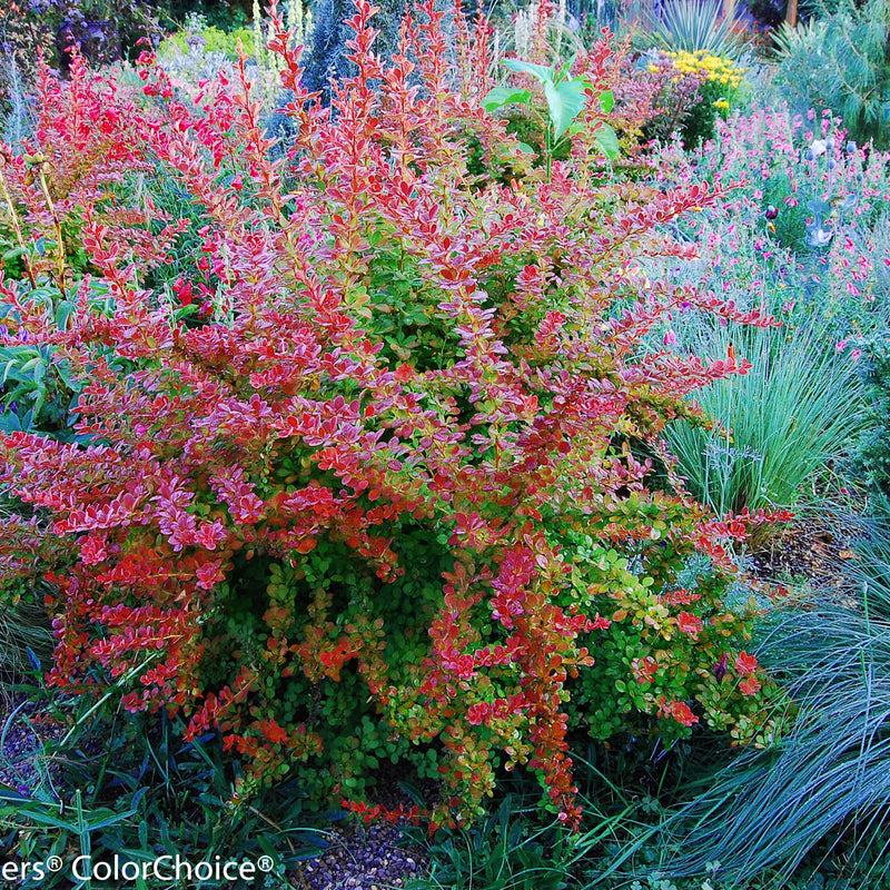 Sunjoy Tangelo Barberry in use.