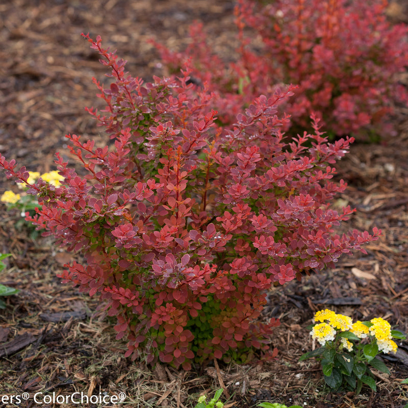 Sunjoy Tangelo Barberry in use.