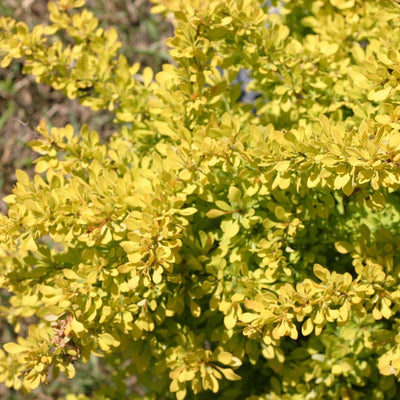 Sunjoy Citrus Sunjoy Citrus Barberry up close.