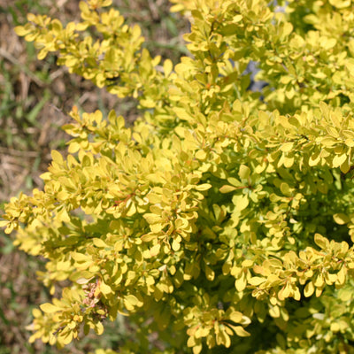 Sunjoy Citrus Barberry up close.