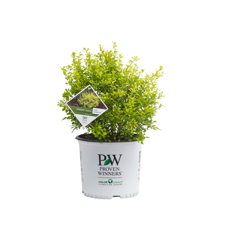 Sunjoy Citrus Barberry in container.