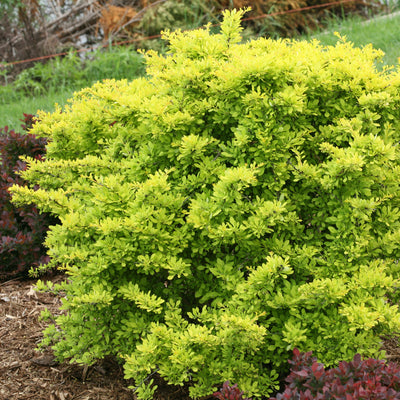 Sunjoy Citrus Barberry in focus.