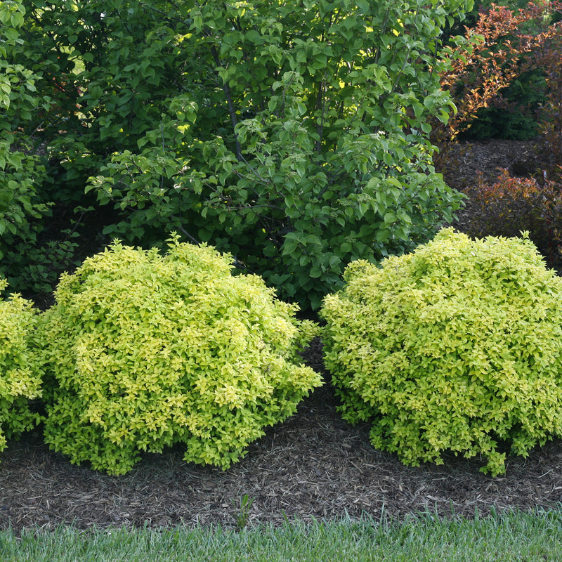 Sunjoy Citrus Barberry in use.