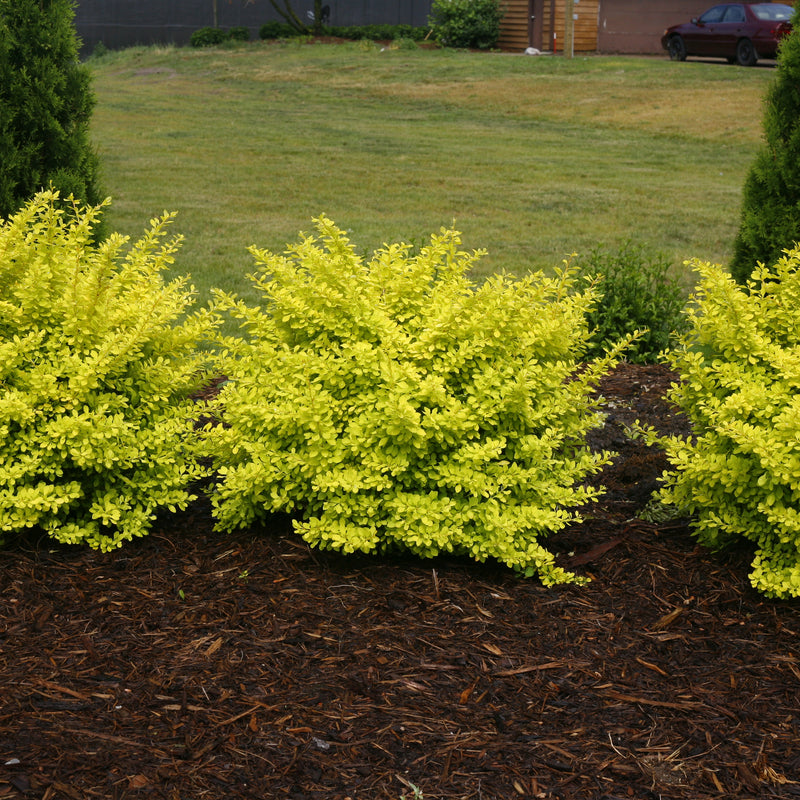 Sunjoy Citrus Barberry in use.