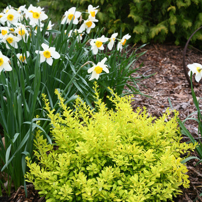 Sunjoy Citrus Barberry in use.