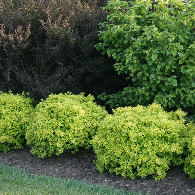 Sunjoy Citrus Barberry in use.