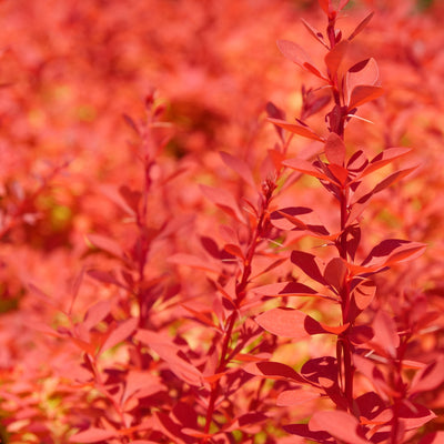 Sunjoy Neo Barberry up close.