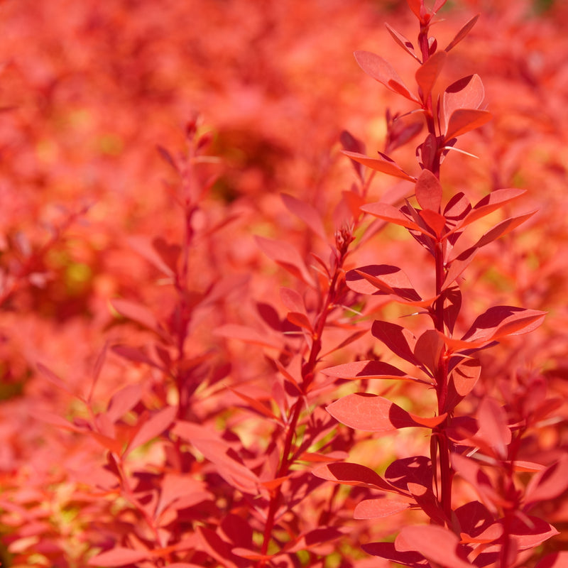 Sunjoy Neo Barberry up close.