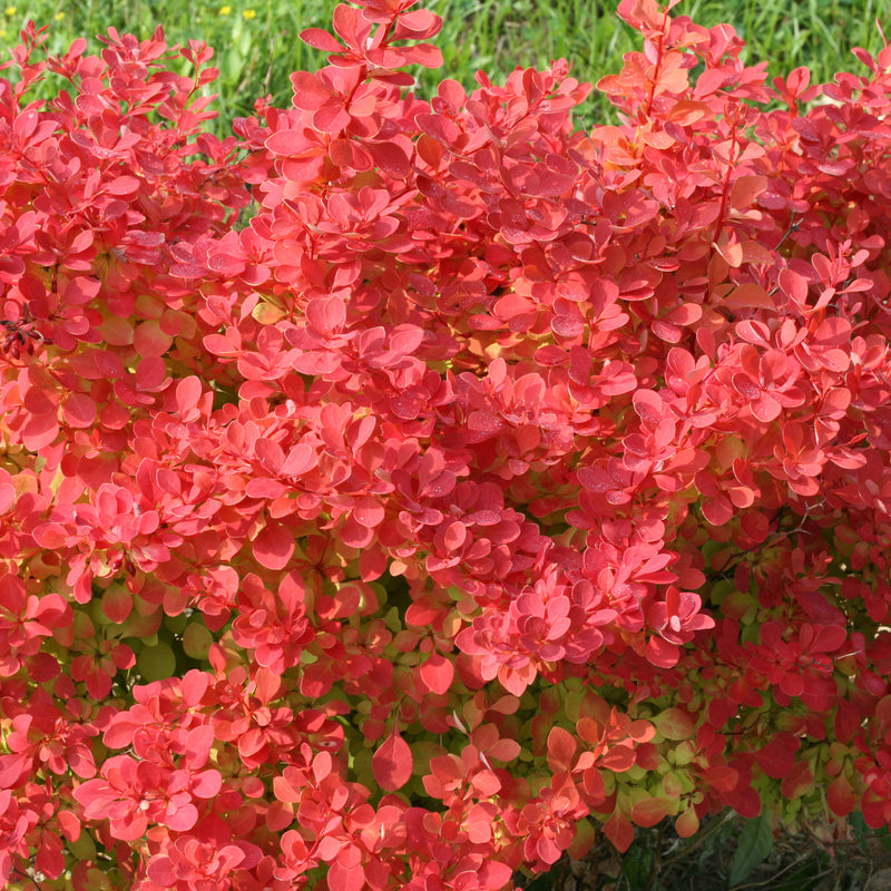 Sunjoy Neo Barberry in focus.