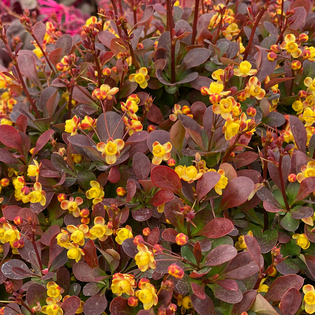 Dupuy Berberian 「Nectars」 Barberry | Sunjoy® Todo | Proven Winners® Shrubs – Proven